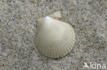 Wijde mantel (Aequipecten opercularis)