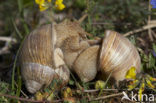 Wijngaardslak (Helix pomatia) 