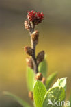 Wilde gagel (Myrica gale) 