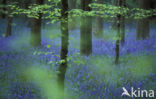 Bluebell (Scilla non-scripta)