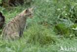 Wilde kat (Felis silvestris) 