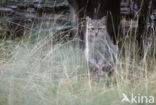 Wilde kat (Felis silvestris) 