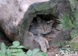 Wildcat (Felis silvestris)