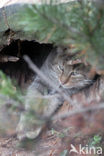 Wilde kat (Felis silvestris) 