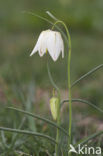 Wilde kievitsbloem (Fritillaria meleagris) 