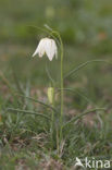 Wilde kievitsbloem (Fritillaria meleagris) 