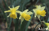 Wild Daffodil (Narcissus pseudonarcissus ssp.pseudonarcissus)