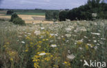 Wilde Peen (Daucus carota)