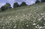 Wilde Peen (Daucus carota)