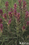 Field Cow-wheat (Melampyrum arvense)