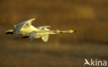 Whooper Swan (Cygnus cygnus)