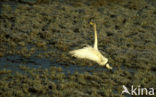 Whooper Swan (Cygnus cygnus)