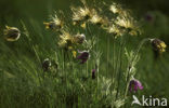 Pasqueflower (Pulsatilla vulgaris)