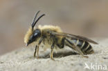 Andrena dorsata