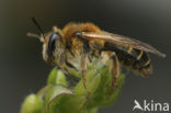 Wimperflankzandbij (Andrena dorsata)