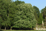 Horse-chestnut (Aesculus hippocastanum)