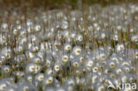 Wollegras (Eriophorum spec.)