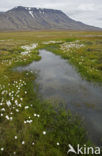 Wollegras (Eriophorum spec.)