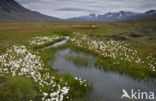 Wollegras (Eriophorum spec.)