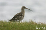 Eurasian Curlew (Numenius arquata) 