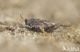 Cepero’s Ground-hopper (Tetrix ceperoi)