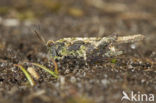 Cepero’s Ground-hopper (Tetrix ceperoi)