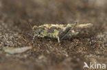 Cepero’s Ground-hopper (Tetrix ceperoi)