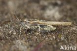 Cepero’s Ground-hopper (Tetrix ceperoi)