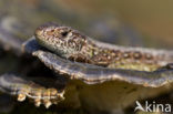 Zandhagedis (Lacerta agilis) 