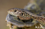 Sand Lizard (Lacerta agilis)