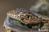 Sand Lizard (Lacerta agilis)