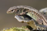 Sand Lizard (Lacerta agilis)