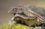 Sand Lizard (Lacerta agilis)