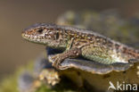 Sand Lizard (Lacerta agilis)