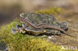 Sand Lizard (Lacerta agilis)