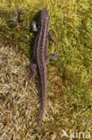 Sand Lizard (Lacerta agilis)