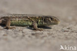 Sand Lizard (Lacerta agilis)