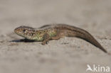 Sand Lizard (Lacerta agilis)