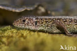 Sand Lizard (Lacerta agilis)