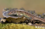 Sand Lizard (Lacerta agilis)
