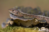 Sand Lizard (Lacerta agilis)