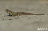 Sand Lizard (Lacerta agilis)