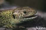 Sand Lizard (Lacerta agilis)