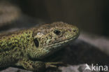 Zandhagedis (Lacerta agilis) 