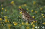 Song Thrush (Turdus philomelos)