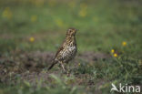 Zanglijster (Turdus philomelos)