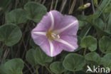 Sea Bindweed (Convolvulus soldanella)