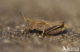 Zeggedoorntje (Tetrix subulata)