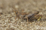 Slender Groundhopper (Tetrix subulata)