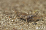 Slender Groundhopper (Tetrix subulata)